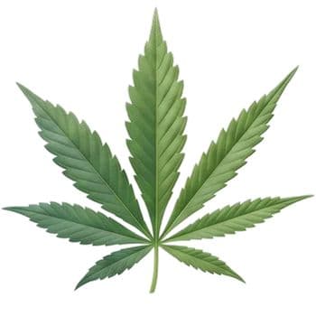 Bild einer THC Cannabispflanze
