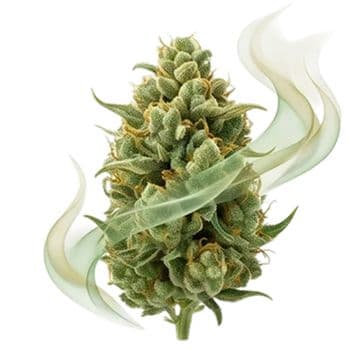 Cannabisblüte mit Rauch