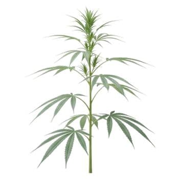 Bild einer Sativa Cannabispflanze